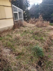 地面が見えないほど雑草が伸びた庭の写真