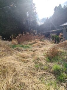 地面が見えないほど雑草が伸びた庭の写真