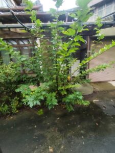 縁側　庭清掃前