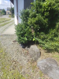 木の剪定前