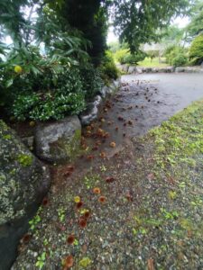 庭清掃前
